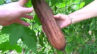 Luffa Harvesting to make a luffa sponge [upl. by Norehc]