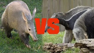 Aardvark vs Anteater  Animal Comparison 2018  Comparison Media [upl. by Yelnoc]