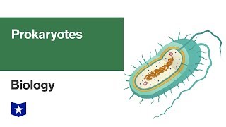 Prokaryotes  Biology [upl. by Aikym]