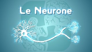 Neurolexique 1  Le Neurone [upl. by Assirok81]