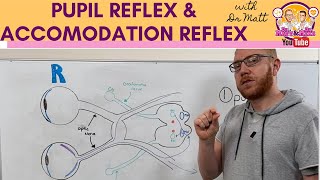 Pupillary light reflex and Accommodation reflex [upl. by Hettie]