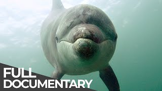 Ocean Stories 3  Dolphins and Whales  Free Documentary [upl. by Terrill]