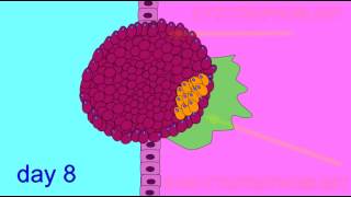 EMBRYONIC DEVELOPMENT TROPHOBLAST [upl. by Cathey]