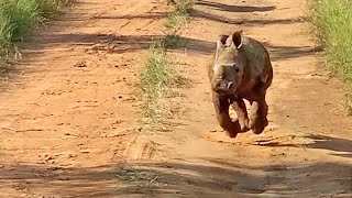 The Most Excited Baby Rhino Ever [upl. by Woermer]