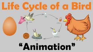 BIRD LIFE CYCLE  Animation [upl. by Inan]