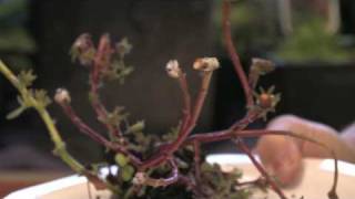 Flower Gardening Tips  How to Grow Moss Rose Portulaca grandiflora [upl. by Oirasor270]