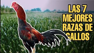 LAS 7 MEJORES RAZAS DE GALLOS [upl. by Shanly]