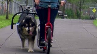 Ride on a dog powered scooter [upl. by Ettedranreb]