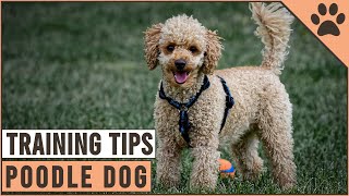 How To Train A Poodle  Dog World [upl. by Teyut]