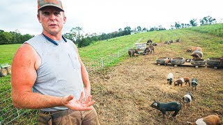 Pasture Perfect Pigs at Scale 400 [upl. by Richmond]