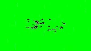 Birds Flying Green Screen 4k [upl. by Un503]