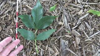 Identifying green ash [upl. by Eiro]