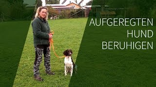 Aufgeregten Hund beruhigen ► Aufgeregter Hund ► Das geeignete Hundetraining [upl. by Eesdnyl]