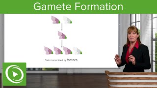 Gamete Formation Segregation amp Meiosis – Genetics  Lecturio [upl. by Meredi]