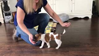 Jack Russell puppy training 9 weeks [upl. by Rosane]