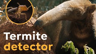 Giant Anteaters are Termite Detectors I Wild to Know [upl. by Priebe]