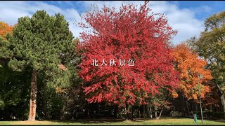 北大秋景色【北海道大学公式PV】 [upl. by Neu]