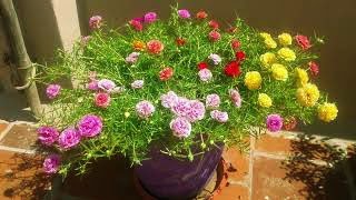 How to grow Portulaca Grandiflora from cuttings 130 COLOR CUTTINGS AVAILABLE [upl. by Narret]