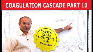 Coagulation Cascade  Part 1012 [upl. by Orferd]