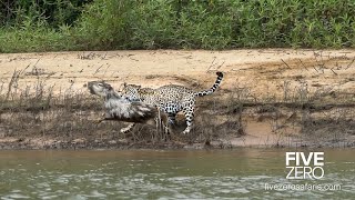 Careless Capybara gets Caught by Jaguar [upl. by Dviad]