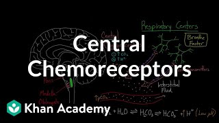 Chemotherapy Preparation in Aseptics Pharmacy [upl. by Nilecoj]