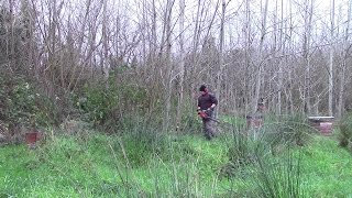 Poplar Cuttings 2015 And First Firewood Harvest [upl. by Aicertal961]