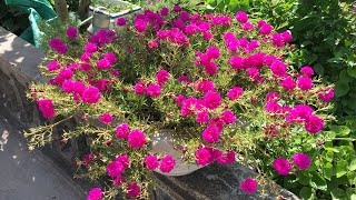 How to prune and fertilize portulaca so that the plant has many flowers and many buds [upl. by Alvita]