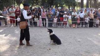 4 Border Collie Dogs VS a Flock Of Ducks [upl. by Gallager24]