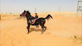 عسف دهماء في نص ساعة وركوبها Horse Training  First Ride  Mount horse in half hour for first time [upl. by Ilyak]