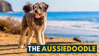 Aussiedoodle 7 Interesting Facts About the Australian Shepherd Poodle Mix Dog [upl. by Ralyt38]