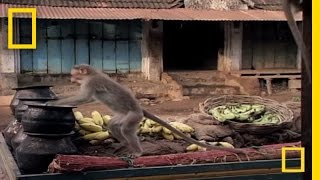 Drunk Monkeys  National Geographic [upl. by Selhorst]