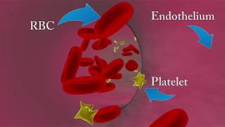 Mechanism of Blood Coagulation  Blood Coagulation Cascade [upl. by Orwin]