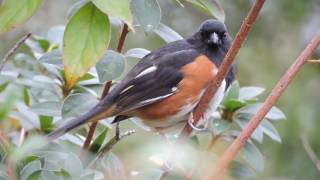 Eastern Towhee call [upl. by England]