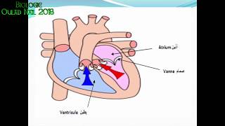 Cours physiologie Animale 2eme année agro–دروس فسيولوجي الحيوان [upl. by Yannodrahc34]