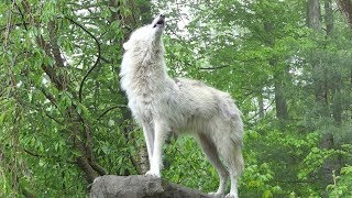 What 30 Wolves Howling Sounds Like [upl. by Costanza]