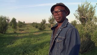 Italiens Sklavenmarkt Die Slums der afrikanischen Erntehelfer  SPIEGEL TV [upl. by Namya]