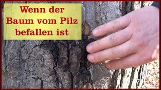 Wenn ein Baum vom Baumpilz befallen ist [upl. by Phelan]