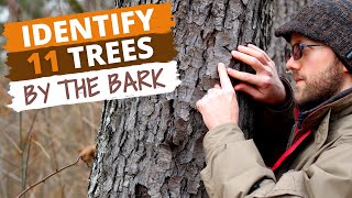 Identify 11 Trees By the Bark Easy Tips [upl. by Grail2]