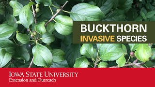 Buckthorn Invasive Species [upl. by Idyak]