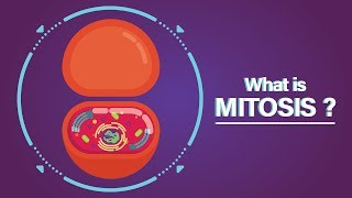 What is Mitosis [upl. by Brietta766]