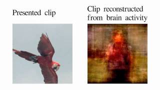 Movie reconstruction from human brain activity [upl. by Ravo664]