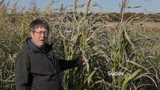 Sorghum for Cover Crops and Forage [upl. by Pack]