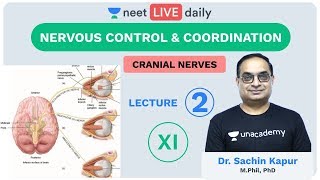 Neural Control and Coordination  L2  Unacademy NEET  LIVE DAILY  NEET Biology  Dr Sachin Sir [upl. by Curley]