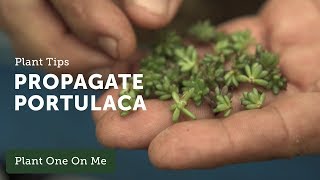 How to Propagate Portulaca — Ep 106 [upl. by Anar21]