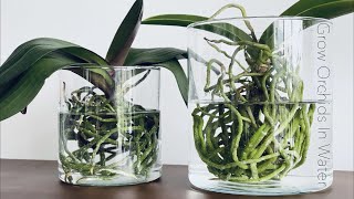 How To Grow Orchids In Full Water Culture And Semi Water Culture [upl. by Adnaluy726]