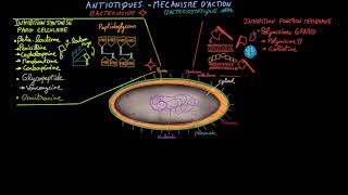 Antibiotiques  Ep 2  mécanisme daction  Docteur Synapse [upl. by Flatto]