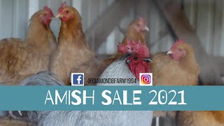 Amish Mennonite Auction in Scottsville KY 2021 First Chicken Consignment [upl. by Karen]