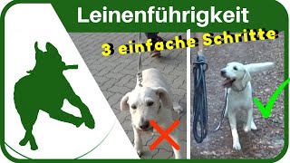 LEINENFÜHRIGKEIT dem Hund in 3 SCHRITTEN das Leine ziehen abgewöhnen  ganz einfach [upl. by Hallee]