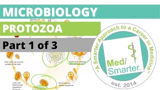 Protozoa  Microbiology  USMLE STEP 1  Part 1 of 3 [upl. by Wordoow]