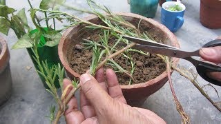 How to Grow Portulaca from Cuttings  Moss Rose [upl. by Ynatsed37]